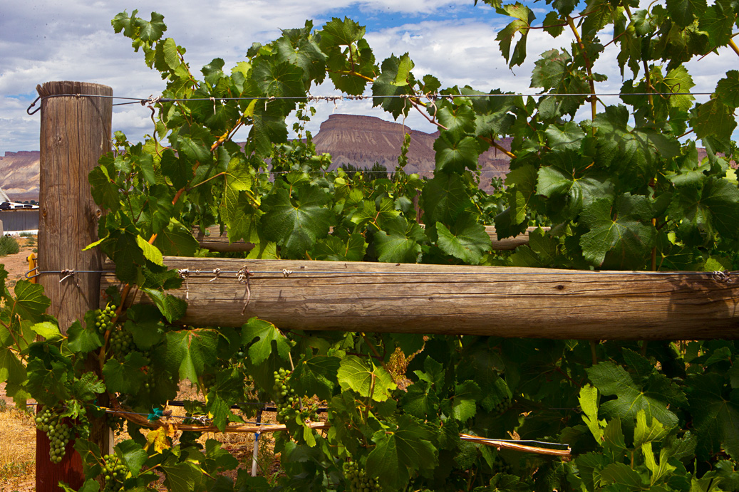 CO mountain through vines